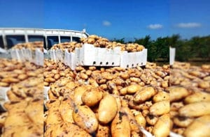 انتاج البطاطا في محافظة درعا