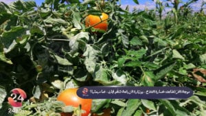 زراعة-البندورة-في-محافظة-درعا