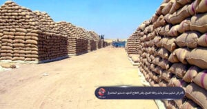 زراعة القمح بدرعا جنوب سوريا