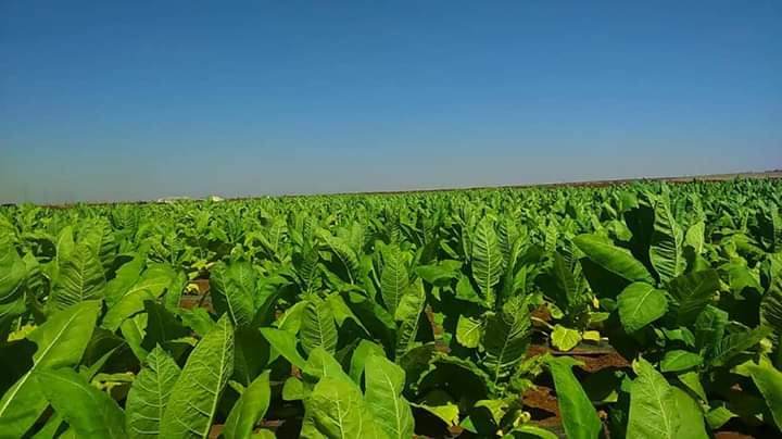 من حقول التبغ في محافظة درعا
